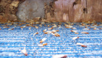 bois-termite-insecte-eradiquer