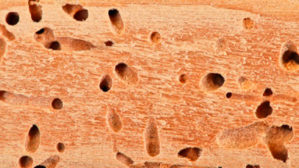 termites-exterminer-problèmes-combles-traitements-solutions