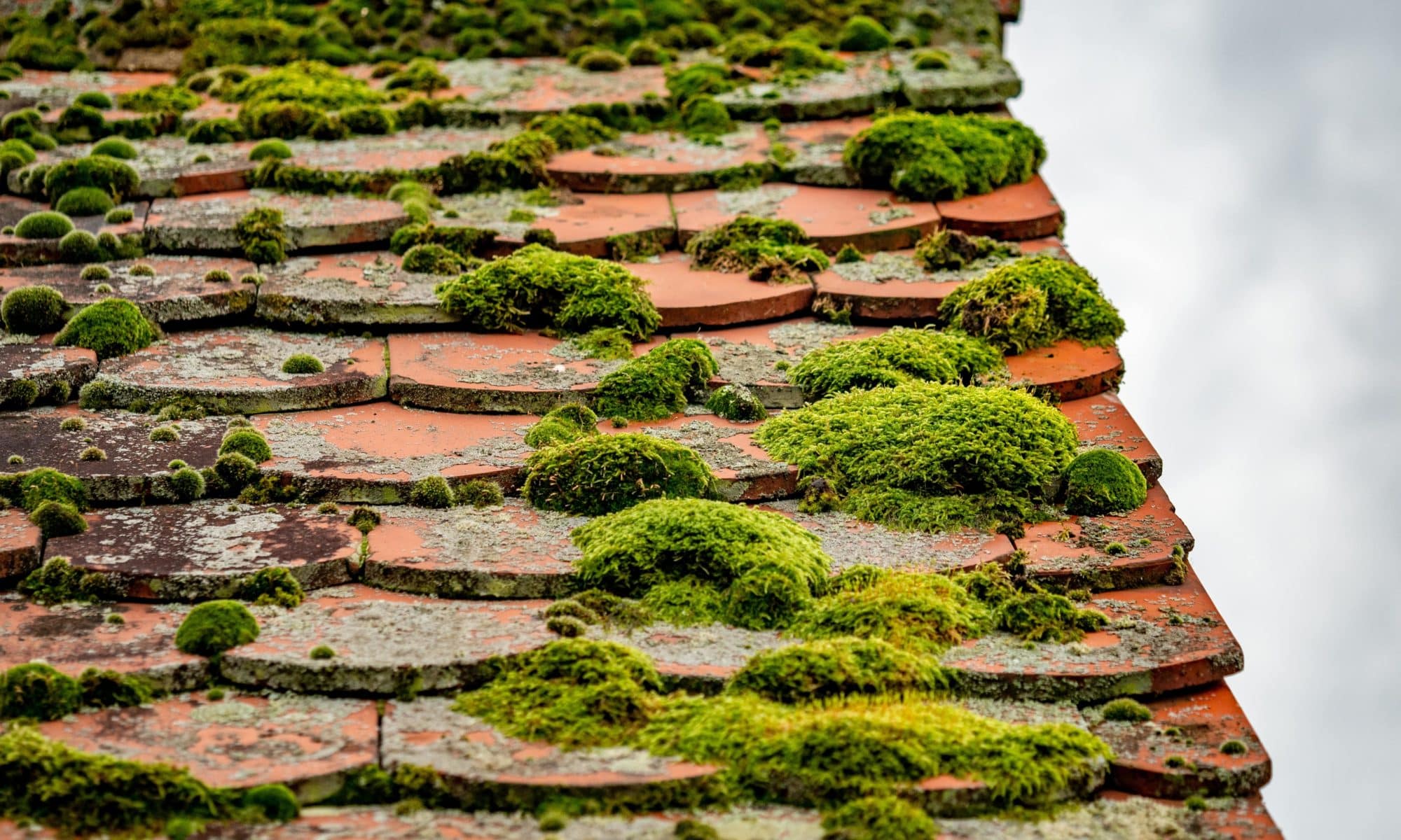 Tuiles de toit recouvertes de mousse verte.