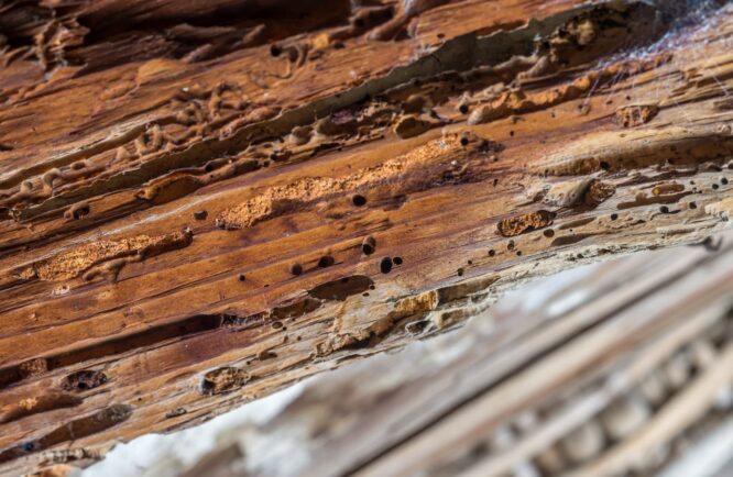 Vieille poutre en bois attaquée par les vers à bois. Larves xylophages d'espèces de coléoptères.