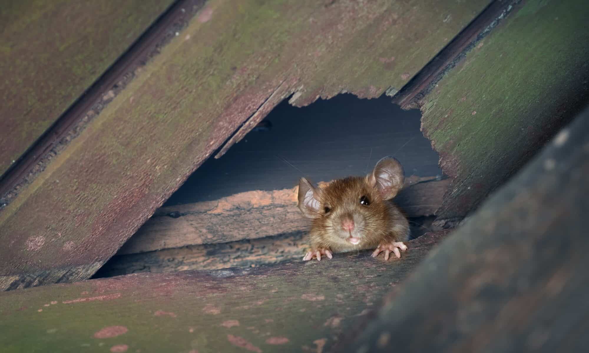 Le rat de navire, le rat de toit ou le rat de maison sort d'un trou dans le toit