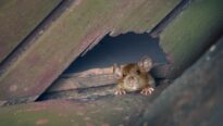 Le rat de navire, le rat de toit ou le rat de maison sort d'un trou dans le toit