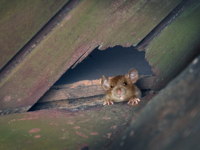 Le rat de navire, le rat de toit ou le rat de maison sort d'un trou dans le toit