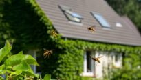 Colonie de frelons fabricant un nid devant une maison d'habitation.