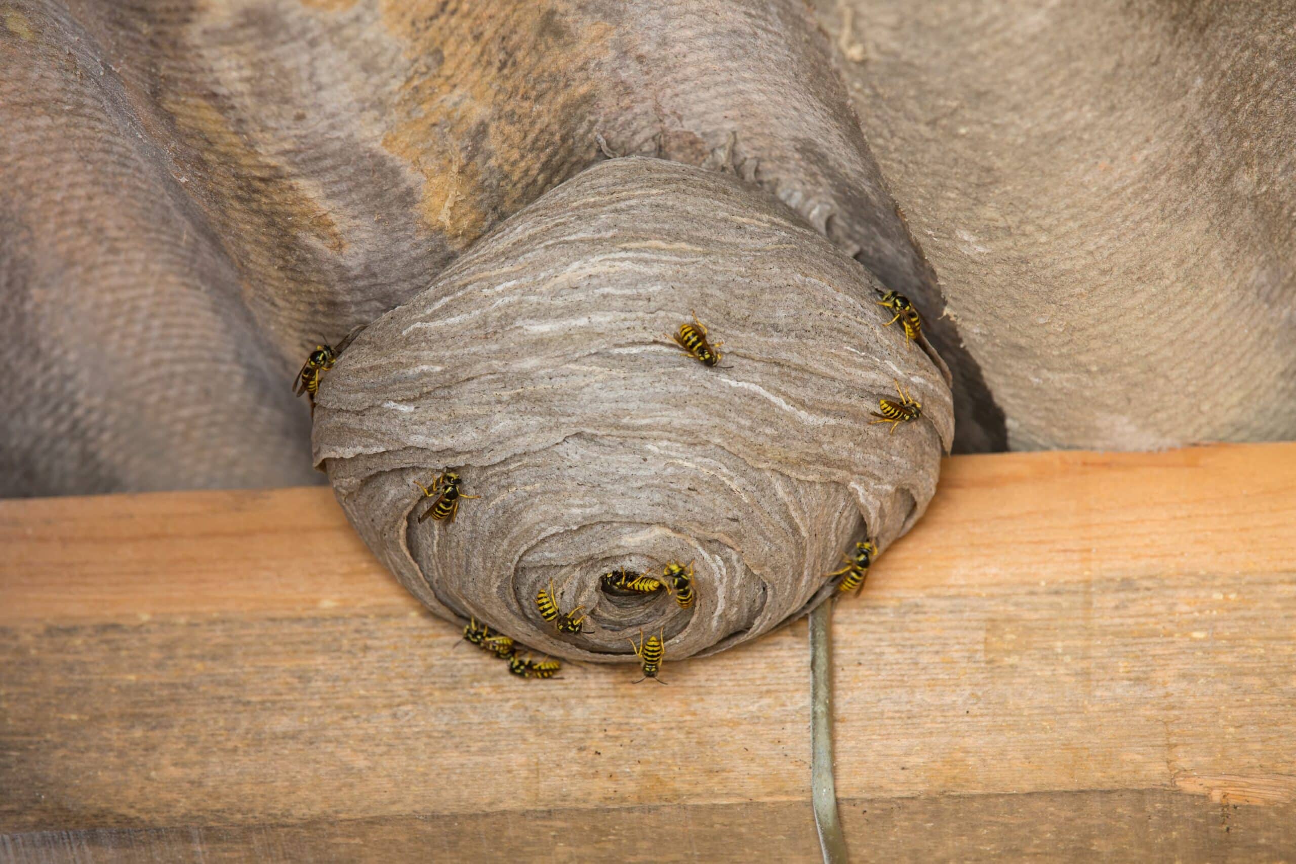 Nid de frelons accroch&eacute; &agrave; l'isolation thermique dans les combles perdus d'une maison.