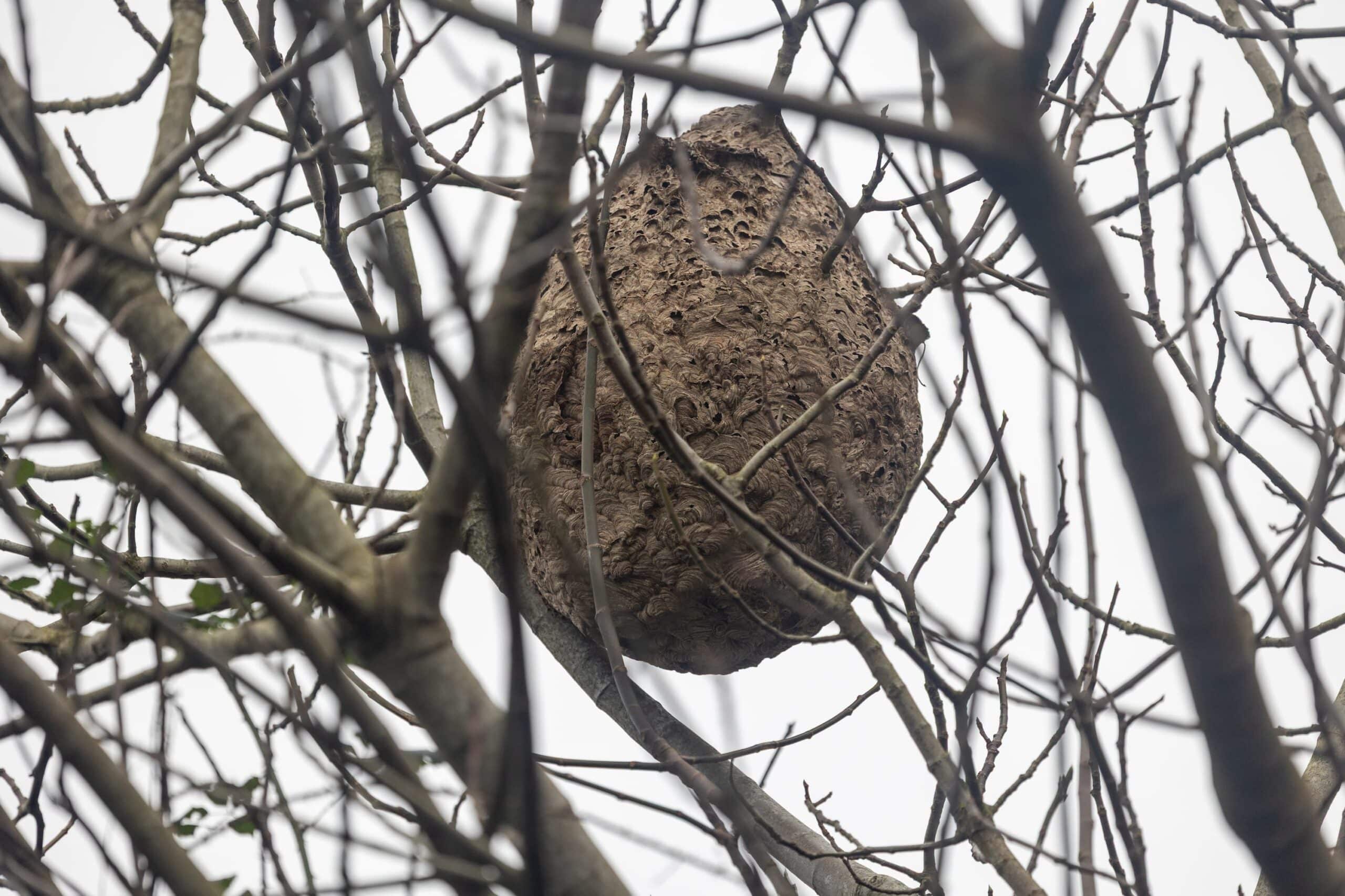 Gros nid de frelons en forme de poire accroch&eacute; &agrave; un arbre.