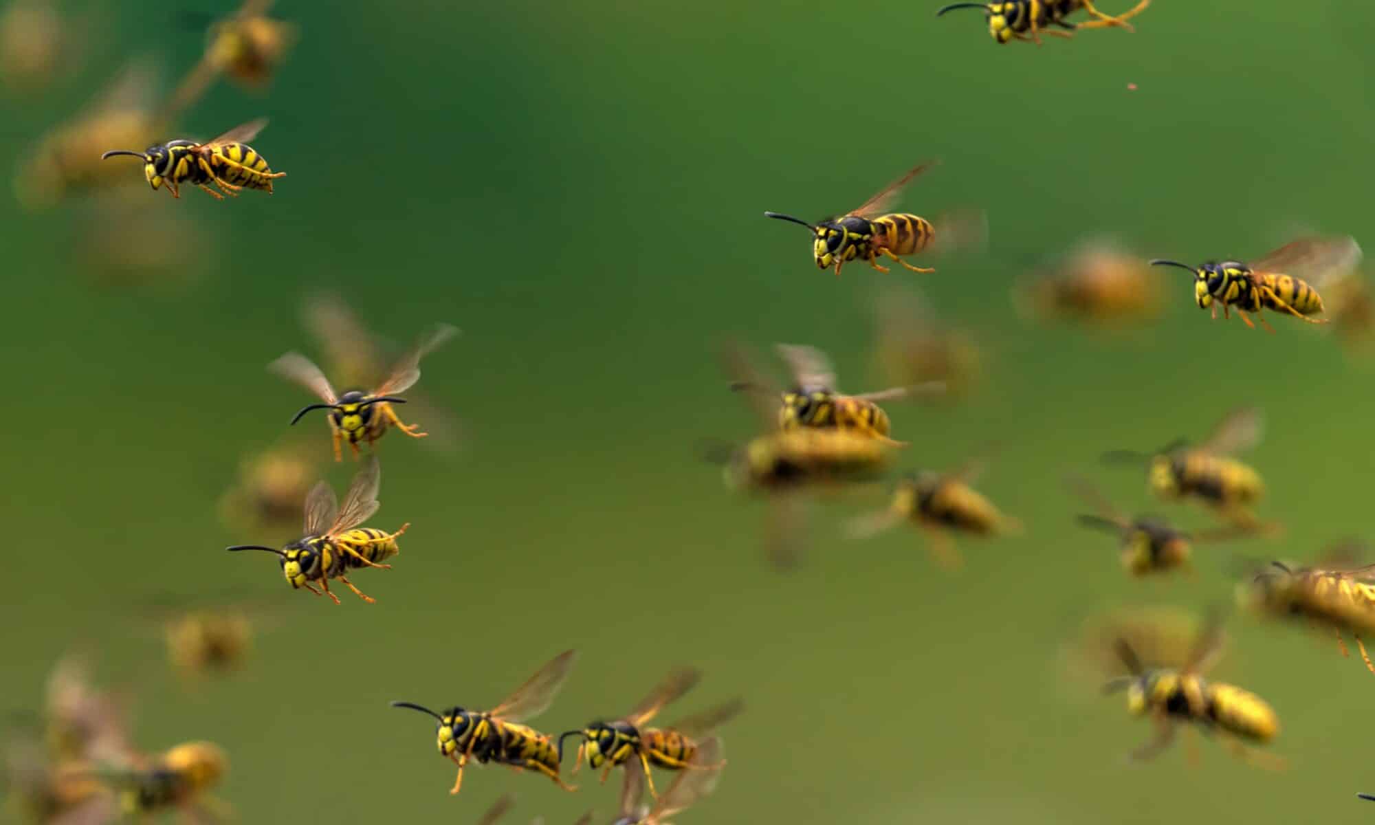 grand essaim de guêpes dans le jardin en été