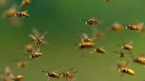 grand essaim de guêpes dans le jardin en été