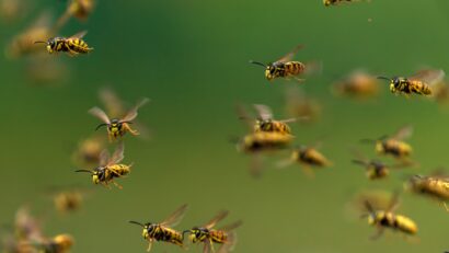 grand essaim de guêpes dans le jardin en été