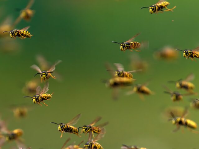 grand essaim de guêpes dans le jardin en été