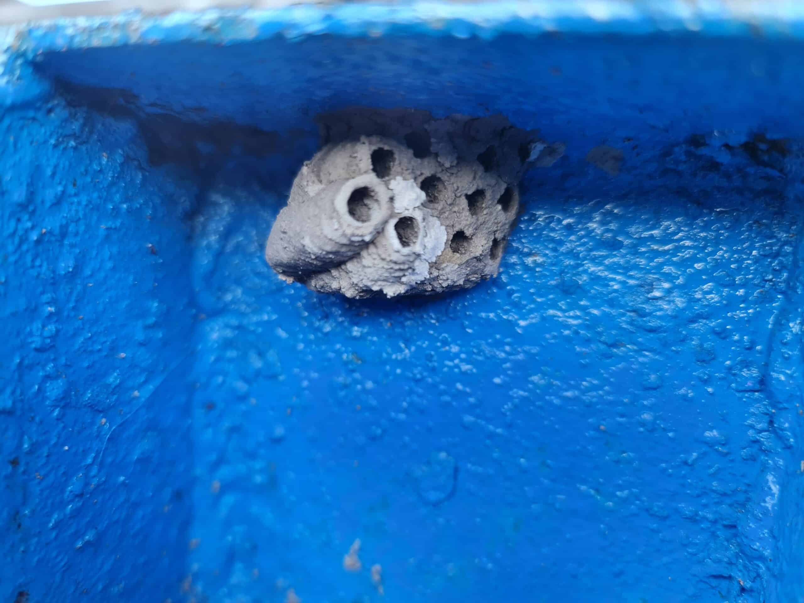 ​Gros plan sur des tubes Dauber de boue de nid de guêpe fixés à un mur de béton bleu clair
